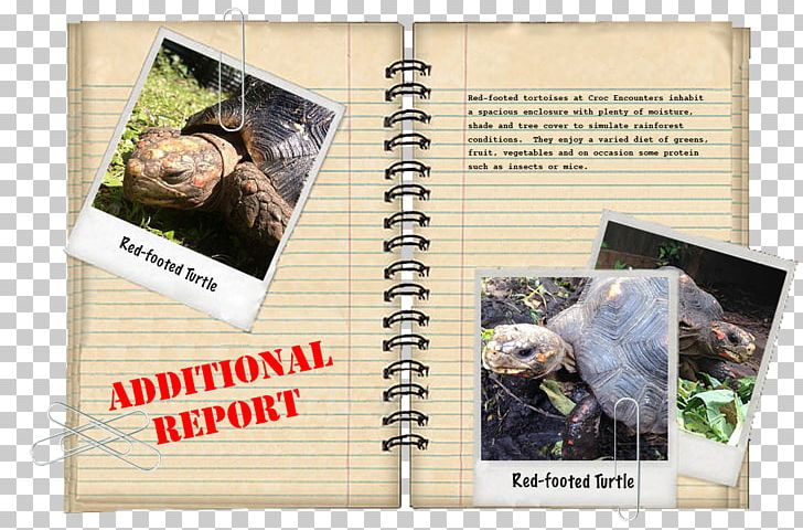 Turtle Crocodile Alligator Reptile PNG, Clipart, Advertising, Alligator, Animals, Box Turtle, Common Iguanas Free PNG Download