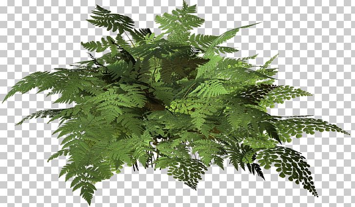 Fern Leaf PNG, Clipart, Fern, Ferns And Horsetails, Leaf, Plant, Tree Free PNG Download