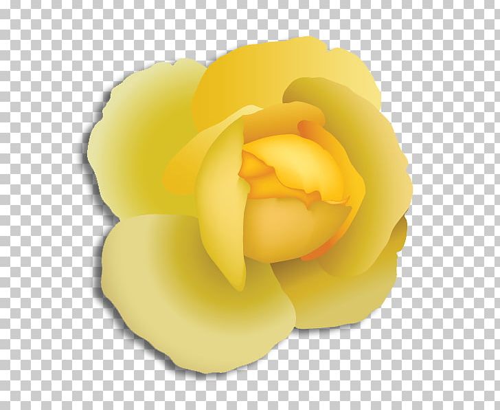 Garden Roses Alpha Phi Alpha Flower PNG, Clipart, Alpha Gamma Delta, Alpha Phi, Alpha Phi Alpha, Closeup, Flower Free PNG Download