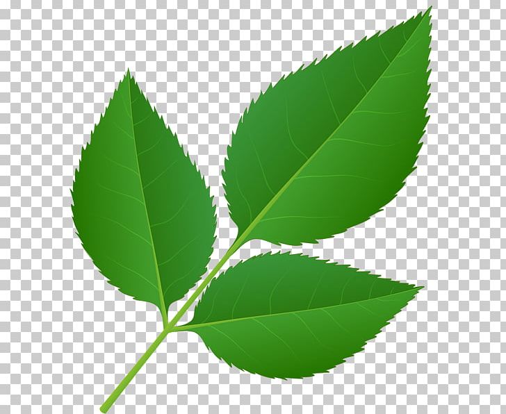 Leaf Plant Stem PNG, Clipart, Art, Art Museum, Christmas, Decorated Mango Leafs, Desktop Wallpaper Free PNG Download
