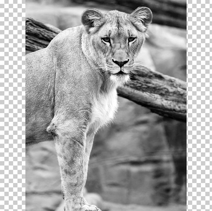 Lionhead Rabbit British Shorthair African Elephant PNG, Clipart, Animal, Big Cats, Black And White, British Shorthair, Carnivoran Free PNG Download
