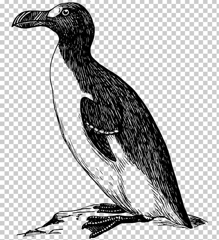 Penguin Great Auk PNG, Clipart, Animals, Auk, Beak, Bird, Black And White Free PNG Download