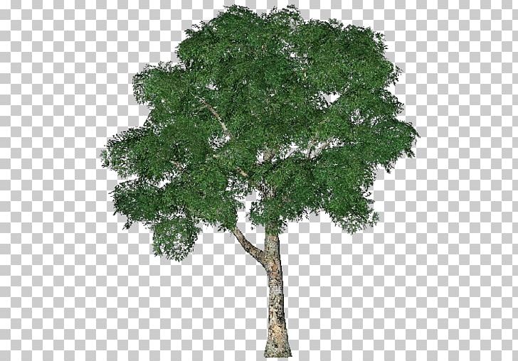 Tree 3D Computer Graphics 3D Modeling Hawthorn PNG, Clipart, 3d Computer Graphics, 3d Modeling, 3d Rendering, Branch, Deciduous Free PNG Download
