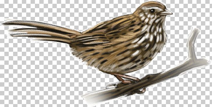 House Sparrow American Sparrows Finches River Wetland PNG, Clipart, American Sparrows, Beak, Bird, Child, Emberizidae Free PNG Download