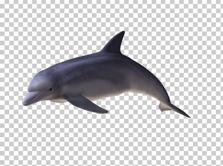 Spinner Dolphin Common Bottlenose Dolphin Short-beaked Common Dolphin Tucuxi Rough-toothed Dolphin PNG, Clipart, Biology, Bottlenose Dolphin, Common Bottlenose Dolphin, Fauna, Longbeaked Common Dolphin Free PNG Download