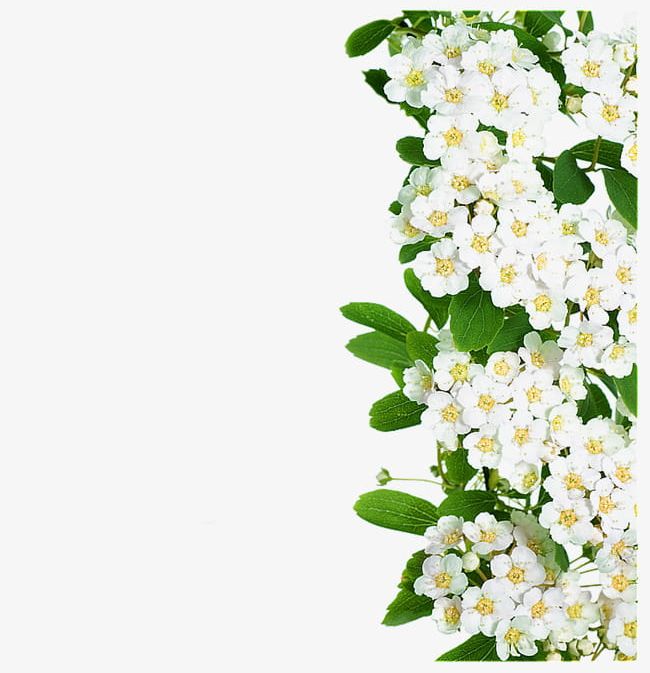 White Flowers Green Leaves PNG, Clipart, Flowers, Flowers Clipart, Green, Green Clipart, Leaves Free PNG Download