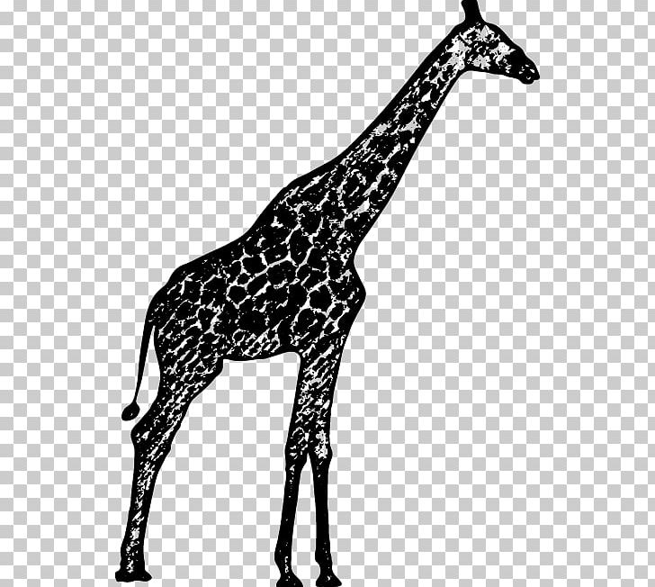 Black And White Northern Giraffe Drawing PNG, Clipart, Animal, Animals, Cartoon, Drawing, Fauna Free PNG Download