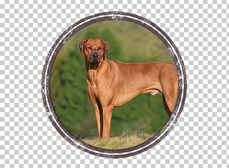 Dog Breed Rhodesian Ridgeback Black Mouth Cur Tosa PNG, Clipart, Black Mouth Cur, Breed, Carnivoran, Cur, Dog Free PNG Download