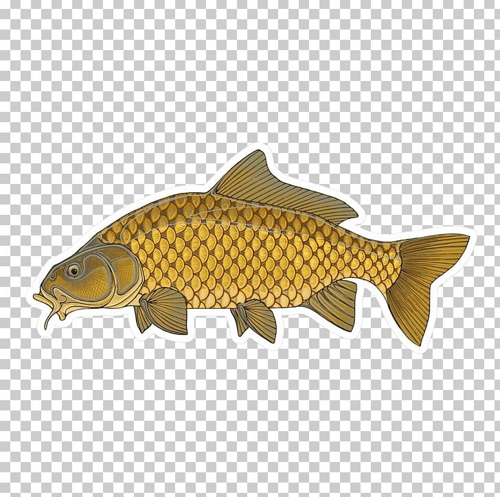 Salmon Common Carp Carp Fishing Trout PNG, Clipart, Animals, Bait, Bony Fish, Carp, Carp Fishing Free PNG Download