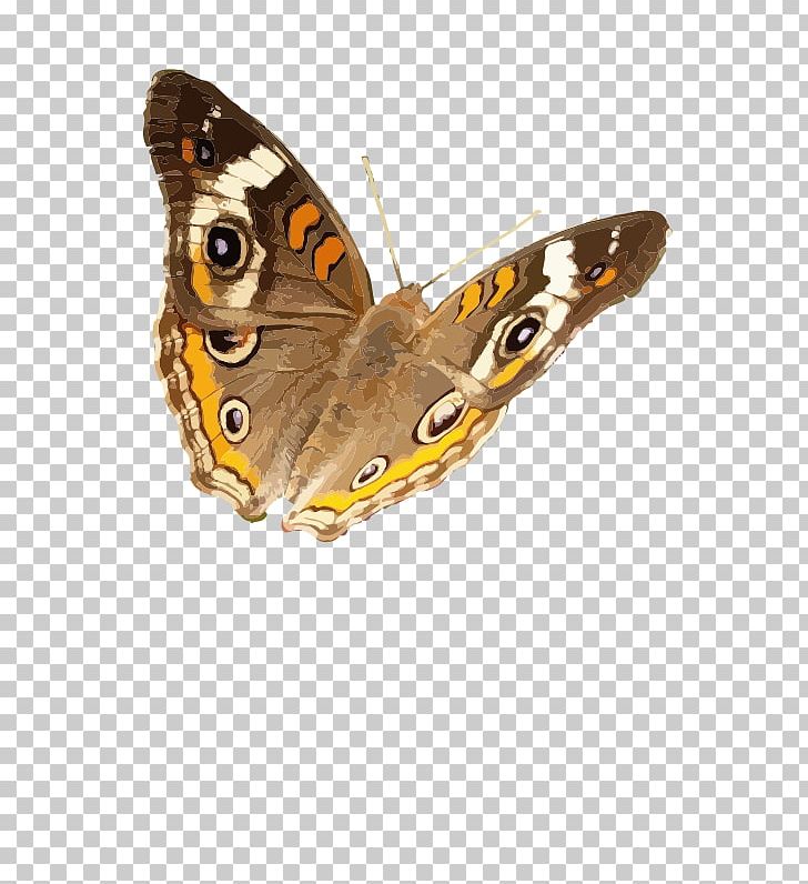 Brush-footed Butterflies Butterfly Insect Common Buckeye PNG, Clipart, Animal, Arthropod, Brush Footed Butterfly, Buckeyes, Butterflies And Moths Free PNG Download