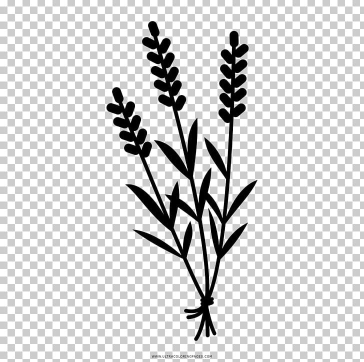 Herbal Tea Drawing English Lavender Night PNG, Clipart, Black , Branch, Coloring Book, Commodity, Evening Free PNG Download