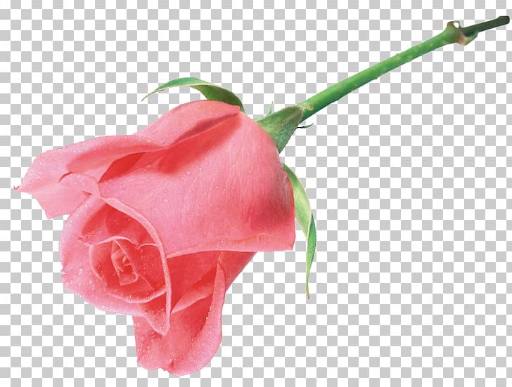 Still Life: Pink Roses Beach Rose Flower PNG, Clipart, Chamomile, Closeup, Coreldraw, Cut Flowers, Encapsulated Postscript Free PNG Download