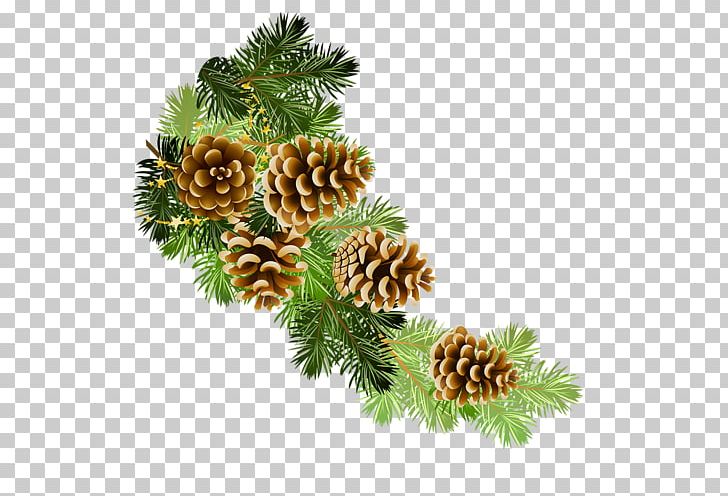 Conifer Cone Christmas PNG, Clipart, Christmas, Christmas Decoration, Christmas Ornament, Christmas Tree, Cone Free PNG Download