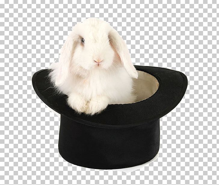 Domestic Rabbit Holland Lop Hat PNG, Clipart, Animals, Black Hat, Domestic Rabbit, Fur, Hat Free PNG Download