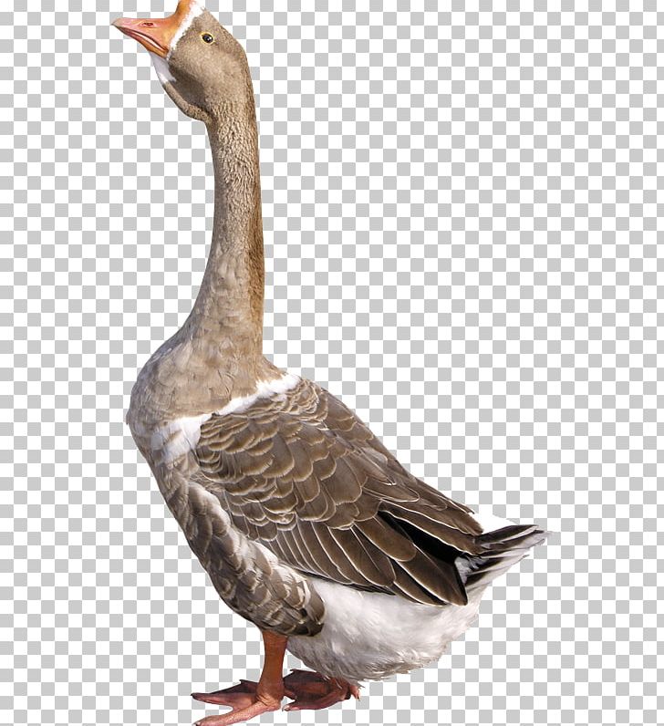 Greylag Goose Duck Domestic Goose Portable Network Graphics PNG, Clipart, Beak, Bird, Computer Icons, Domestic Goose, Download Free PNG Download