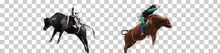 Bridle Mustang Halter Rein Freikörperkultur PNG, Clipart, 2019 Ford Mustang, Bridle, Ford Mustang, Halter, Horse Free PNG Download