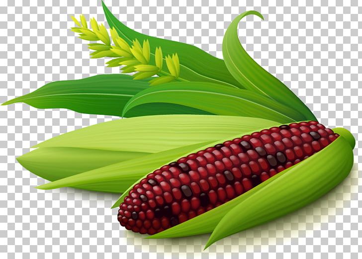 Corn On The Cob Pamonha Maize Purple Corn PNG, Clipart, Background Green, Commodity, Corn, Corn Oil, Food Free PNG Download