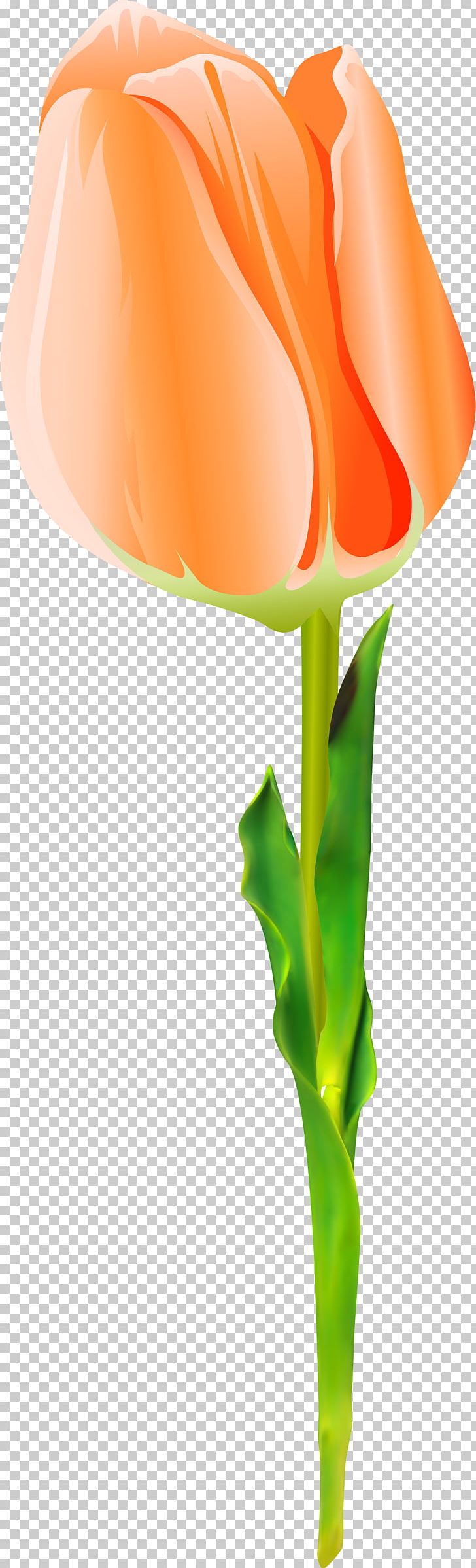 Flowering Plant Cut Flowers Plant Stem PNG, Clipart, Cut Flowers, Flower, Flowering Plant, Flowers, Orange Free PNG Download