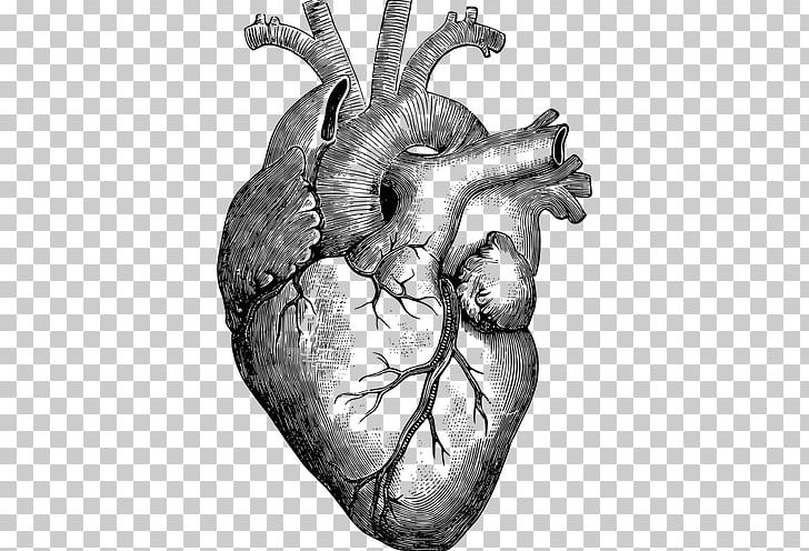 Anatomy Heart Drawing Diagram PNG, Clipart, Anatomy, Black And White, Bone, Coloring Book, Diagram Free PNG Download