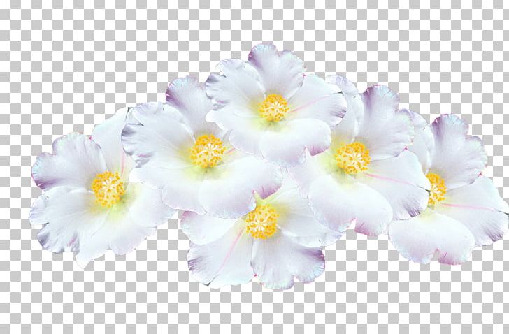 Primrose PNG, Clipart, Flower, Flower Clipart, Flowering Plant, Others, Petal Free PNG Download