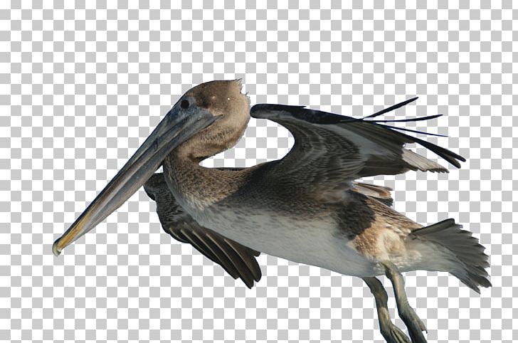 Pelican PNG, Clipart, Pelican Free PNG Download