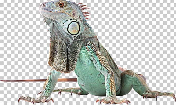 Reptile Lizard Green Iguana Animal Amphibian PNG, Clipart, Agamidae, Aliexpress, Amphibian, Animal, Animals Free PNG Download