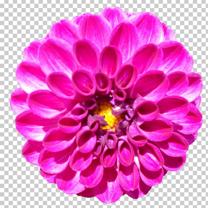 Dahlia Stock Photography PNG, Clipart, Annual Plant, Aster, Bharat Mata, Chrysanths, Cut Flowers Free PNG Download