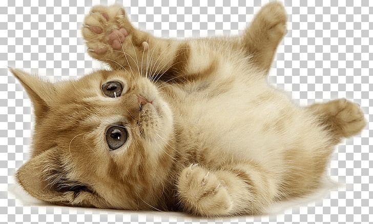 Kitten British Shorthair Dog Cuteness Pet PNG, Clipart, Animal, Animals, Breed, British Shorthair, Carnivoran Free PNG Download