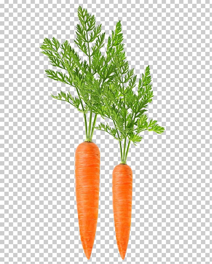 Carrot Harvester Leaf Vegetable Food PNG, Clipart, Baby Carrot, Brunoise, Carrot, Carrot Juice, Diet Food Free PNG Download