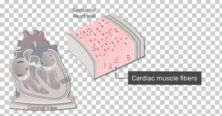 Heart Valve Pericardium Chordae Tendineae Anatomy PNG, Clipart,  Free PNG Download