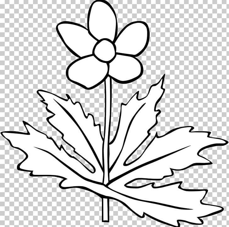 Plant White Flower PNG, Clipart, Alder, Anemone Canadensis, Artwork, Black, Black And White Free PNG Download