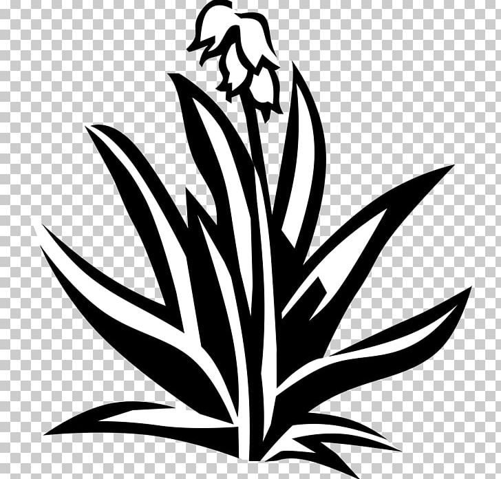 Yucca Plant Stem Flower Leaf PNG, Clipart, Advertising, Artwork, Black And White, Classified Advertising, Flora Free PNG Download