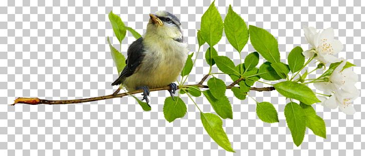 Bird House Sparrow Penguin Symbol PNG, Clipart, Animal, Animals, Beak, Bird, Bird House Free PNG Download