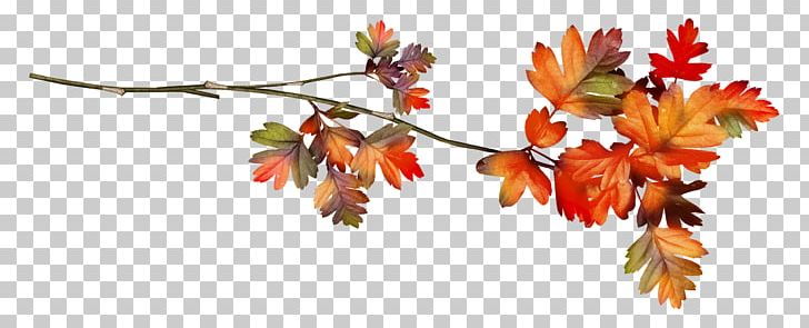 Leaf Autumn Ramie PNG, Clipart, Animation, Autumn, Branch, Drawing, Flora Free PNG Download