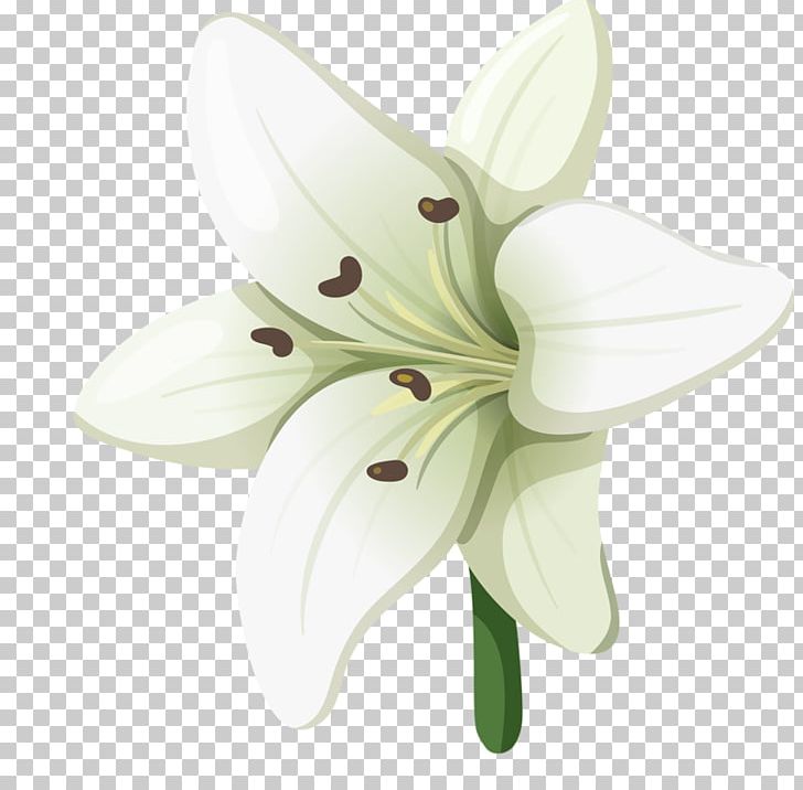 Lilium Adobe Illustrator Euclidean PNG, Clipart, Computer Software, Cut Flowers, Download, Encapsulated Postscript, Flower Free PNG Download