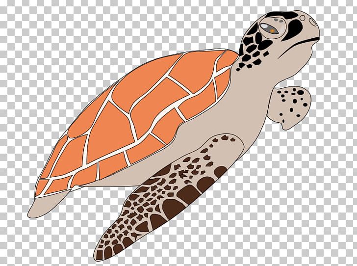 Sea Turtle Cartoon PNG, Clipart, Cartoon, Green Sea Turtle, Hawksbill Sea Turtle, Loggerhead Sea Turtle, Orange Free PNG Download