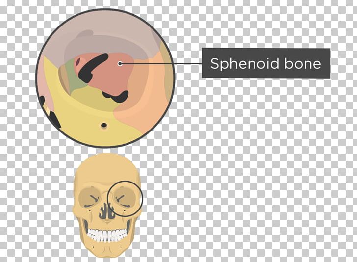 Skull Orbit Anatomy Sphenoid Bone PNG, Clipart, Anatomy, Bone, Ear, Ethmoid Bone, Frontal Bone Free PNG Download