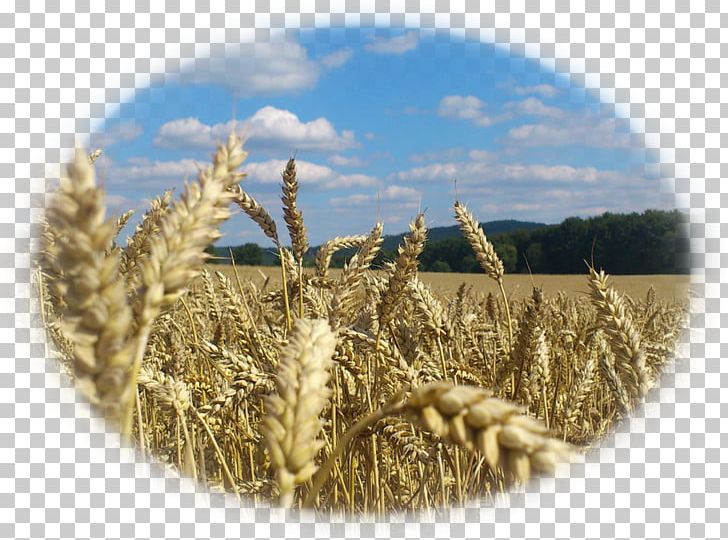 Wheat Poland Strueby Agencies Inc Agriculture PNG, Clipart, Agriculture, Avena, Cbc, Cereal, Cereal Germ Free PNG Download