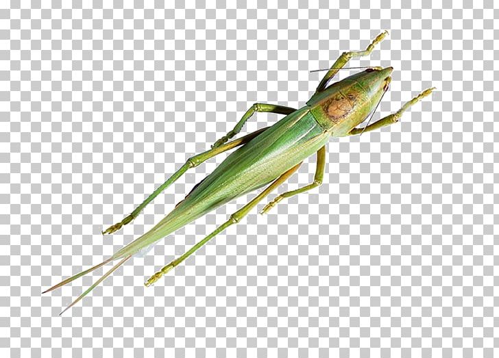 Caelifera Insect Grasshopper Locust PNG, Clipart, Antenna, Exoskeleton, Free Logo Design Template, Happy Birthday Vector Images, Insects Free PNG Download