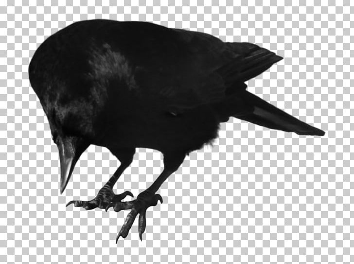 Crows Itachi Uchiha Bird PNG, Clipart, American Crow, Animals, Art, Beak, Bird Free PNG Download