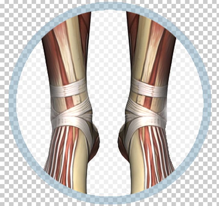 Knee Shoe Ankle Elbow PNG, Clipart, Ankle, Arm, Art, Elbow, Human Leg Free PNG Download