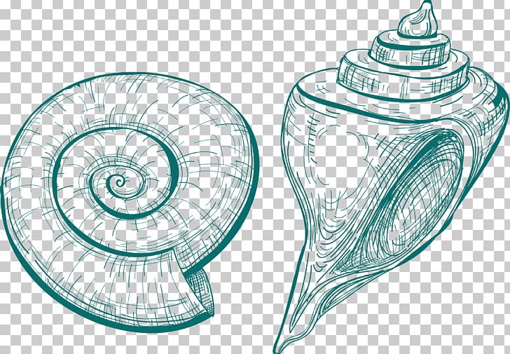 Sea Snail Seashell Shankha Sketch PNG, Clipart, Animals, Artwork, Conch, Conchology, Drawing Free PNG Download