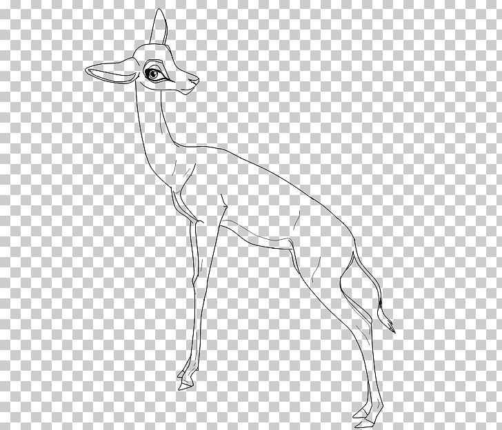 Springbok Gazelle Line Art Deer Camel PNG, Clipart, Animal, Animals, Antelope, Artwork, Black And White Free PNG Download
