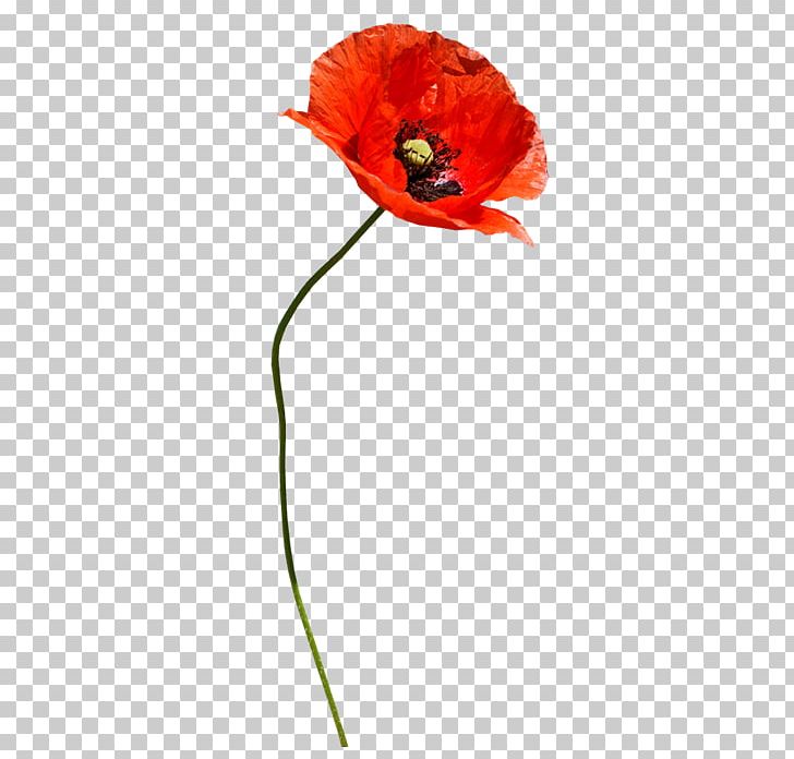 Poppy Red Computer Icons PNG, Clipart, Common Poppy, Computer Icons, Coquelicot, Cut Flowers, Encapsulated Postscript Free PNG Download