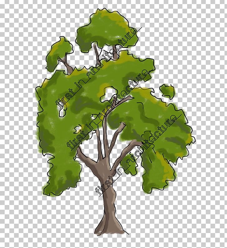 Branch Drawing Tree Sketch PNG, Clipart, Architecture, Branch, Drawing, Forest, Houseplant Free PNG Download