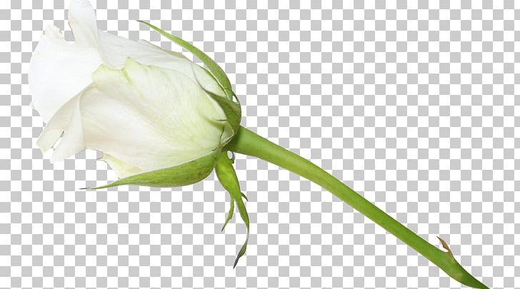 Garden Roses Rosa × Alba PNG, Clipart, Bud, Cut Flowers, Download, Flower, Flowering Plant Free PNG Download