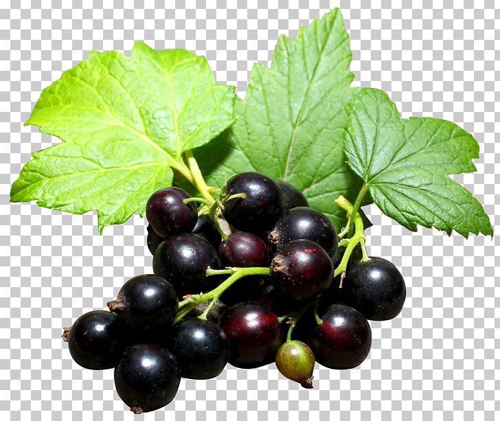 Gooseberry Blackcurrant Zante Currant Redcurrant Grape PNG, Clipart, Berry, Bilberry, Blackberry, Blueberry, Currant Free PNG Download