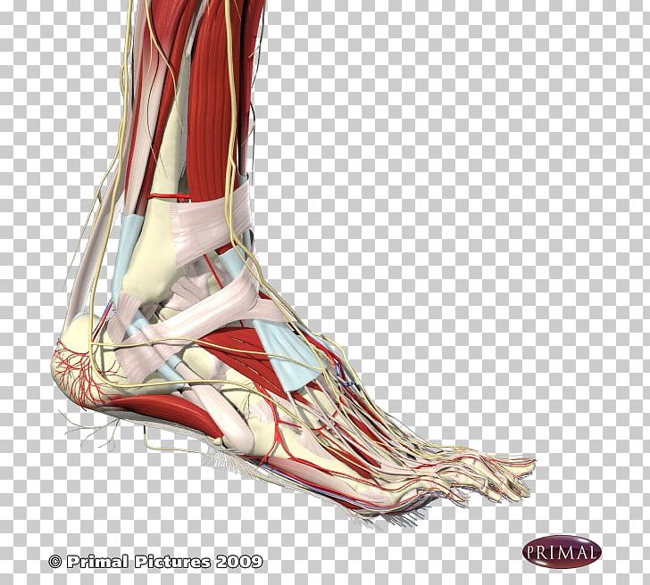 Heel Ankle Human Body Anatomy Foot PNG, Clipart, Anatomy, Ankle, Arm, Fascia, Foot Free PNG Download