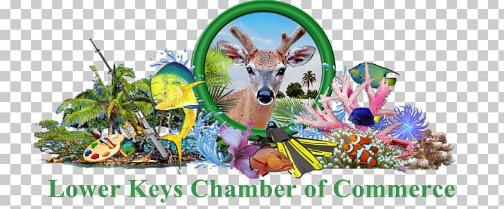 Key West Florida Keys Sea Vista Estate Stock Island PNG, Clipart, Bartender, Bucky, Business, Dog Like Mammal, Easter Free PNG Download