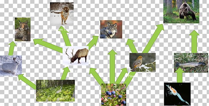 Moose Siberian Tiger Food Web Food Chain PNG, Clipart, Amur Leopard, Bengal Tiger, Biome, Collage, Eating Free PNG Download